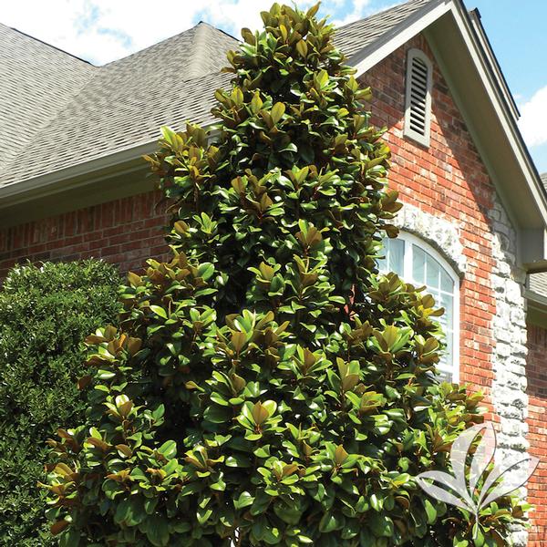Teddy Bear® Magnolia