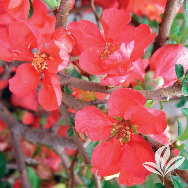 Texas Scarlet Quince