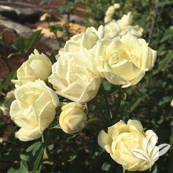 The Champion™ Ivory Rose