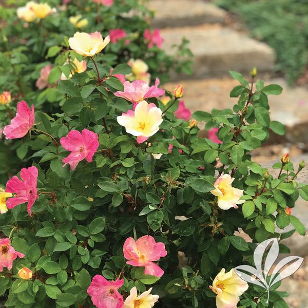 The Champion™ Sunblush Rose