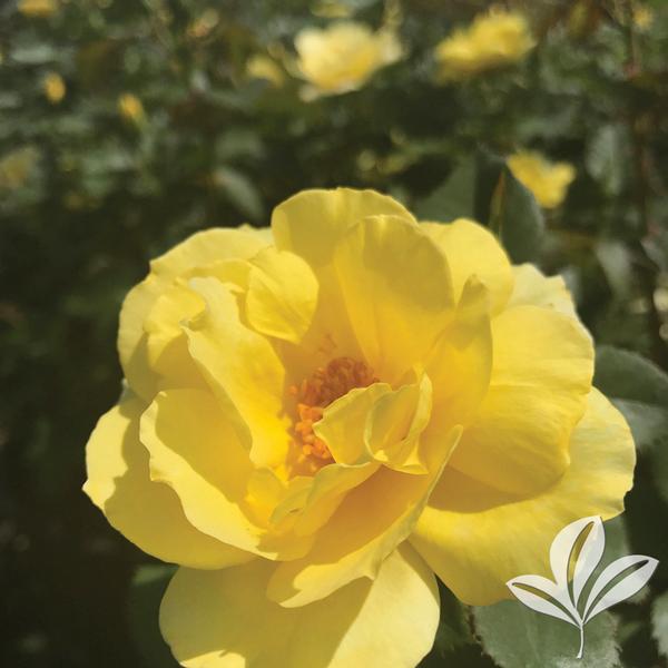 The Champion™ Yellow Rose