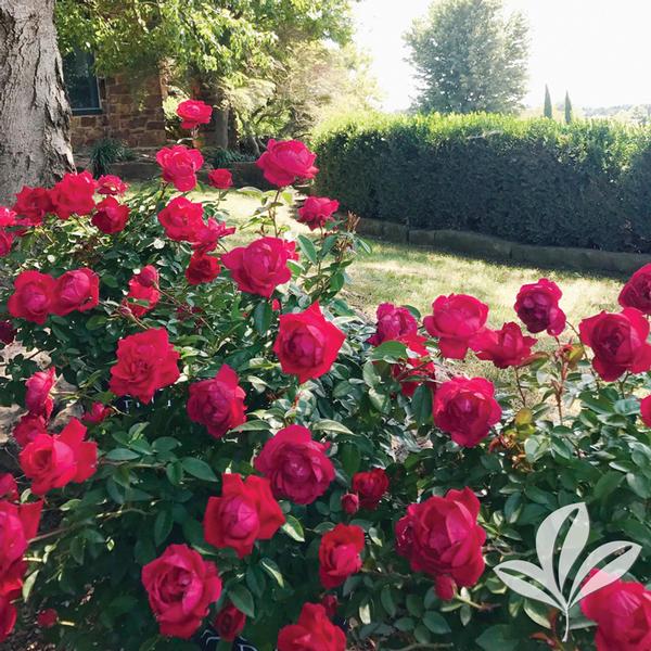 The Grand Champion™ Red Rose
