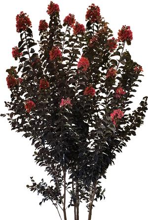 Thunderstruck™ Coral Boom™ Crapemyrtle