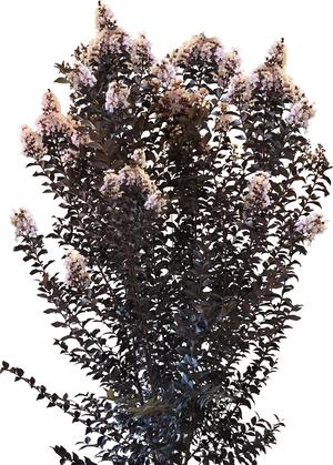 Thunderstruck™ White Flash™ Crapemyrtle