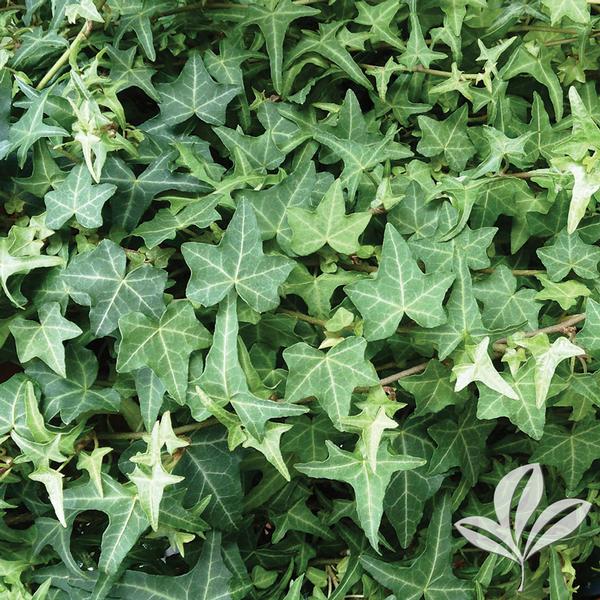 Thorndale English Ivy