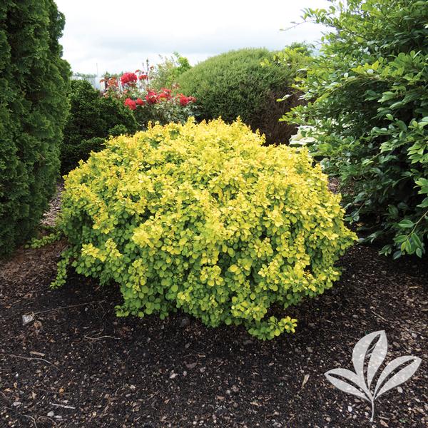 Tiny Gold Barberry