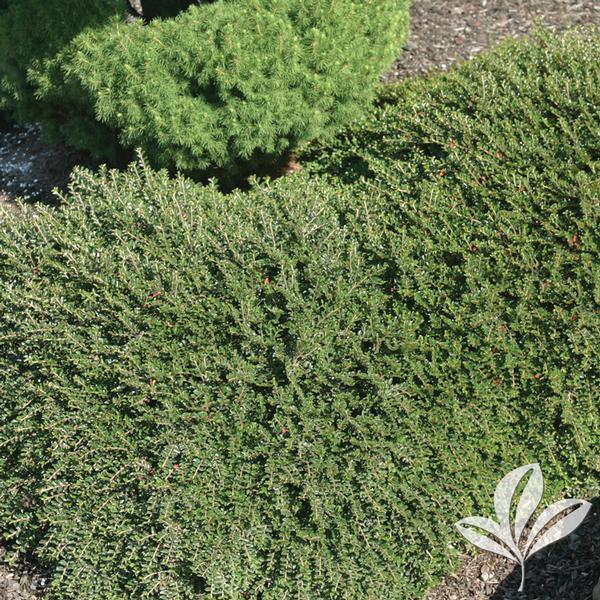 Tom Thumb Creeping Cotoneaster