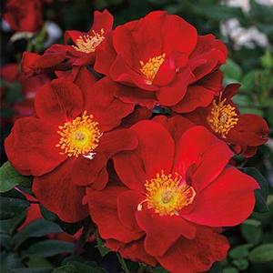 Top Gun™ Rose