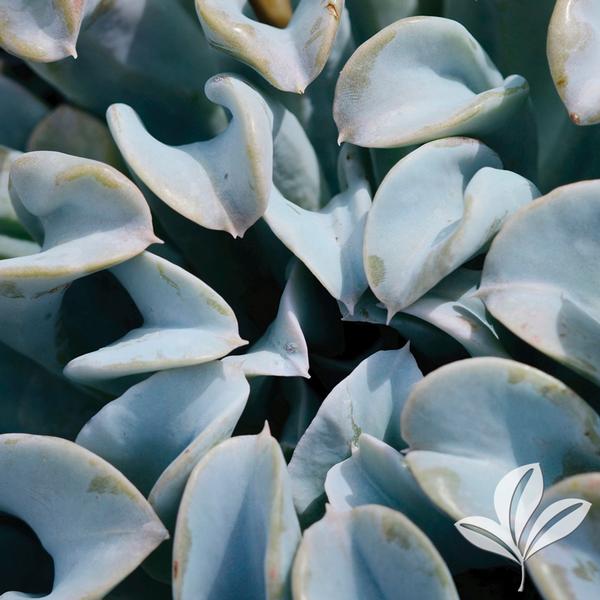 Topsy Turvy Echeveria