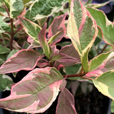 Touch of Elegance™ Dogwood