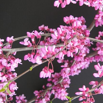 Traveller Redbud