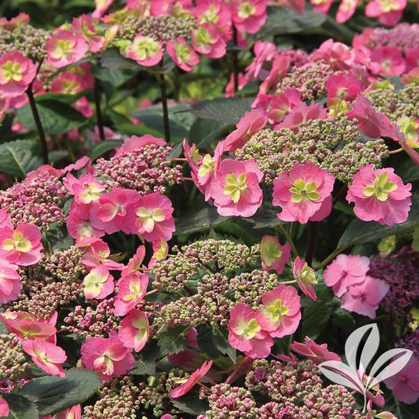 Tuff Stuff™ Hydrangea