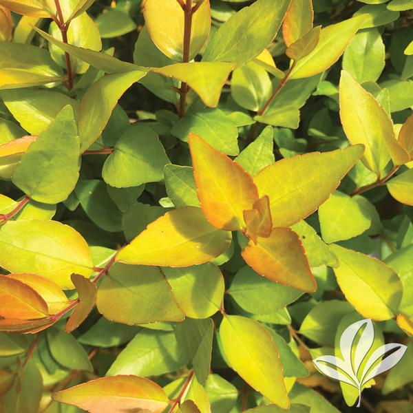 Twist of Lemon™ Abelia
