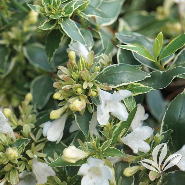 Twist of Vanilla™ Abelia