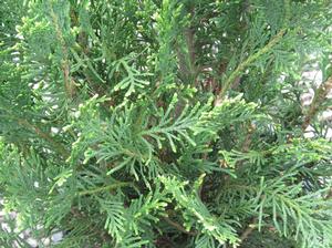 Emerald Teardrop™ Arborvitae