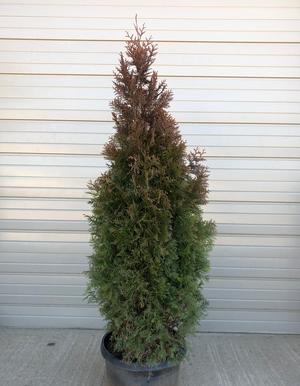 Slender Giant™ Arborvitae