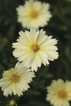 Uptick™ Cream Coreopsis