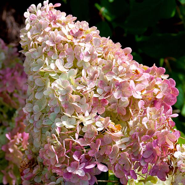 Vanilla Strawberry™ Hydrangea