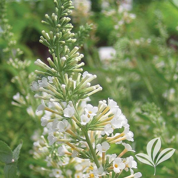 Vanilla Treat™ Butterfly Bush
