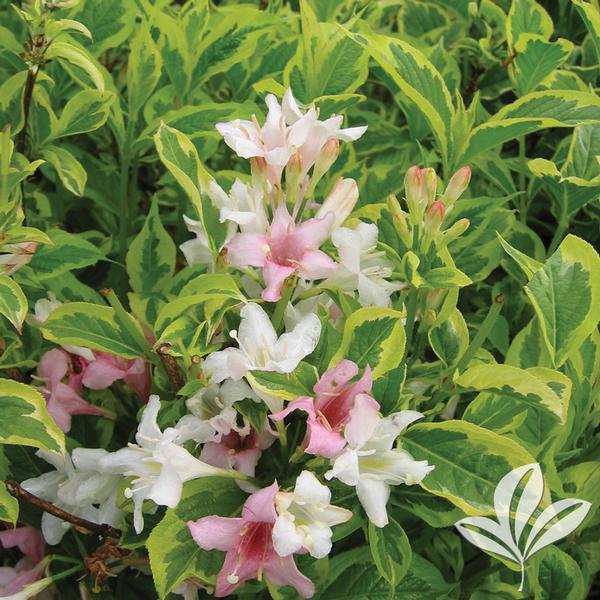 Variegated Dwarf Weigela