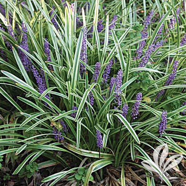 Variegated Liriope