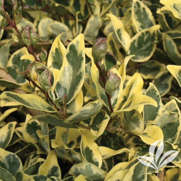 Variegated Privet