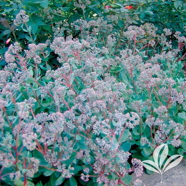 Vera Jameson Sedum