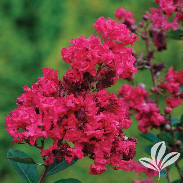 Victor Crapemyrtle