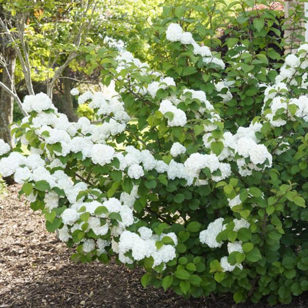 Opening Day™ Doublefile Viburnum
