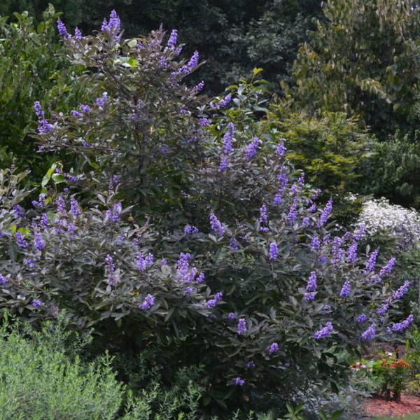 Flip Side® Chaste Tree