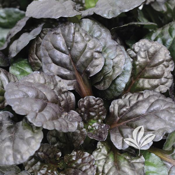 Black Scallop Ajuga