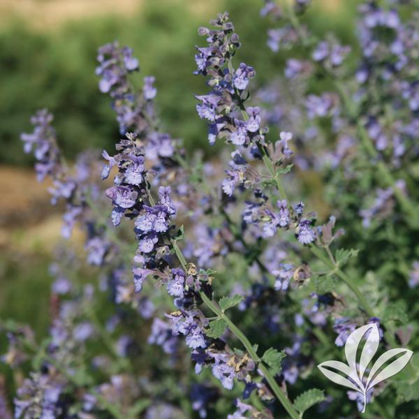 Walker's Low Catmint