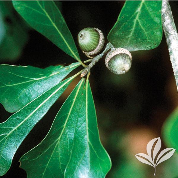 Water Oak