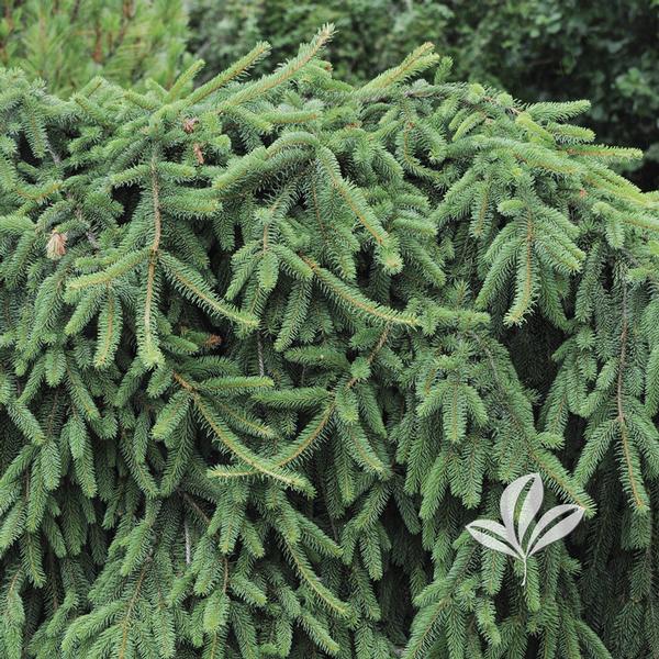 Weeping Norway Spruce