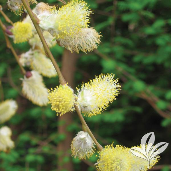 Weeping Pussywillow