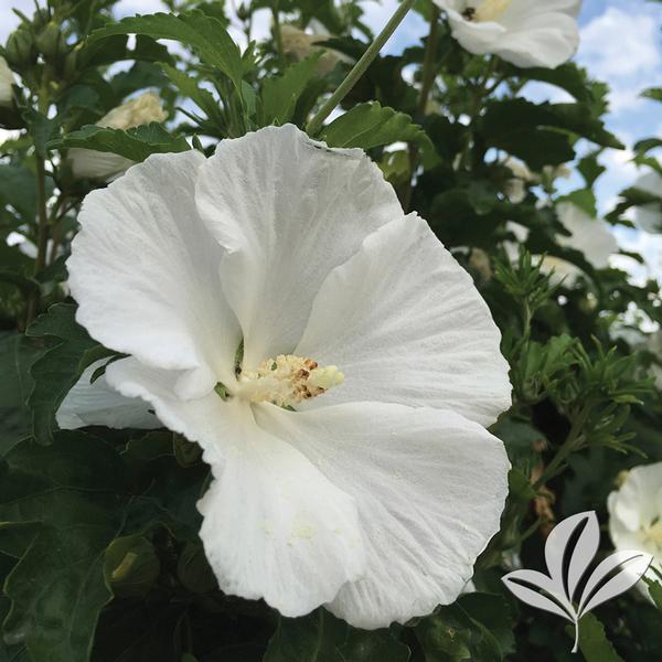White Angel™ Althea