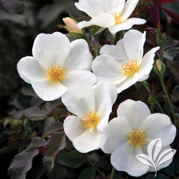 White Knock Out® Rose