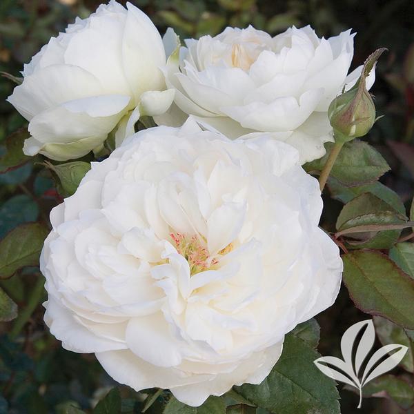 White Meidiland® Rose