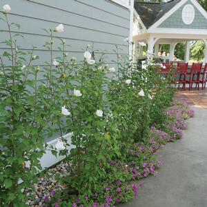 White Pillar® Althea