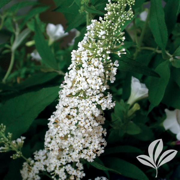 White Profusion Butterfly Bush