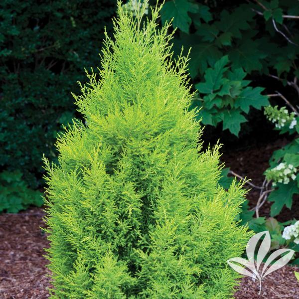 Wilma Goldcrest Lemon Cypress