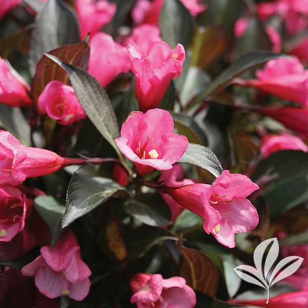 Wine & Roses® Weigela