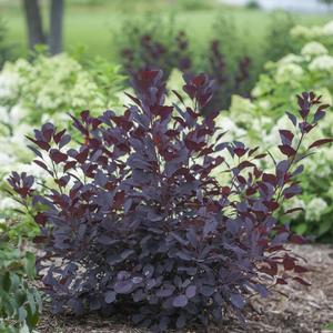 Winecraft Black® Smoketree