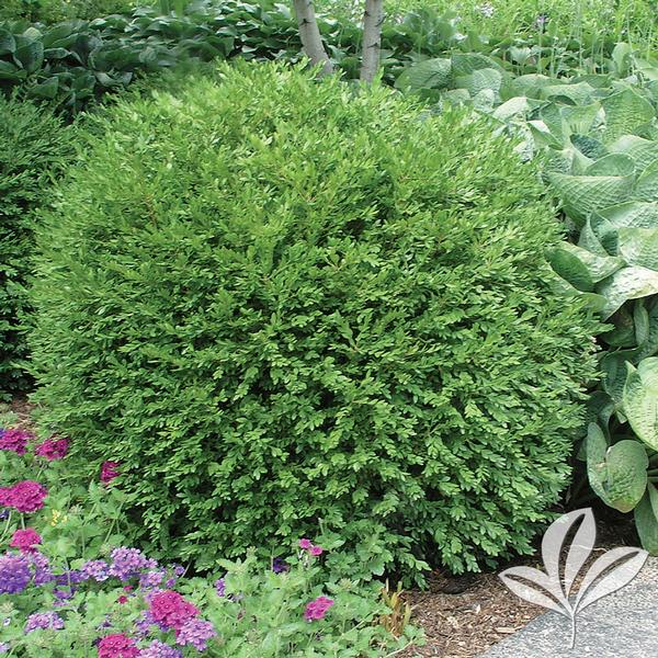 Winter Gem Boxwood