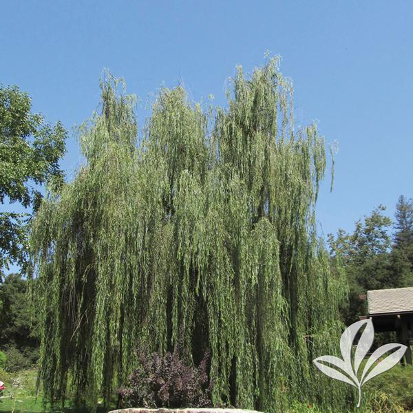 Wisconsin Weeping Willow