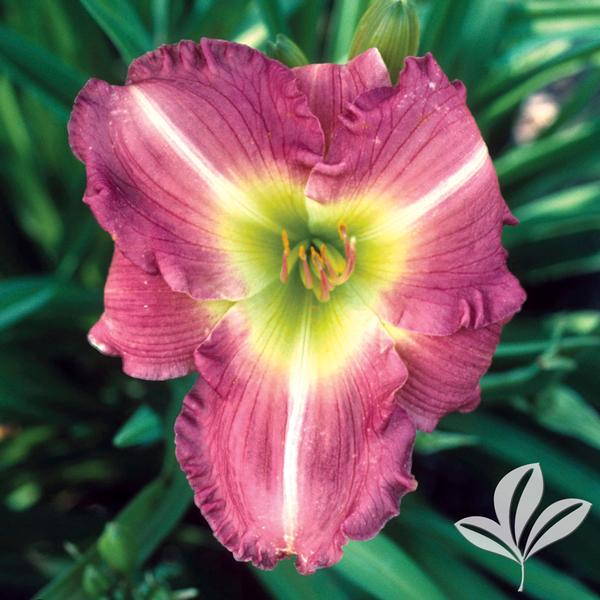 Woodside Amethyst Daylily
