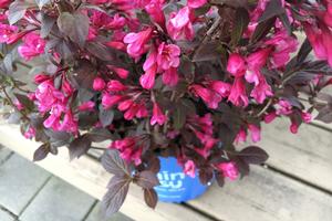 Stunner® Weigela