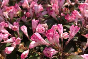 Afterglow™ Weigela