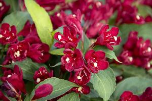Maroon Swoon® Weigela