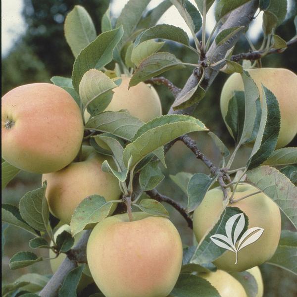 Yellow Delicious Apple